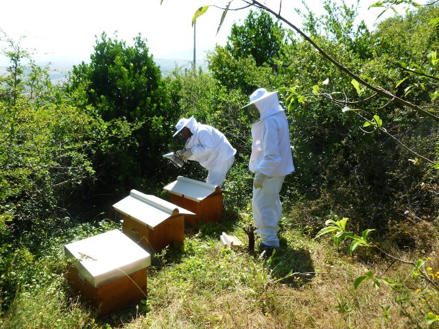 produzione miele castagno 2015 - loc .Pierno